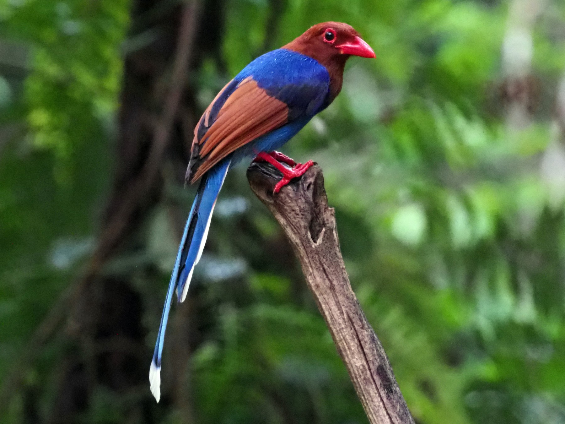 Bird watching in Sri Lanka