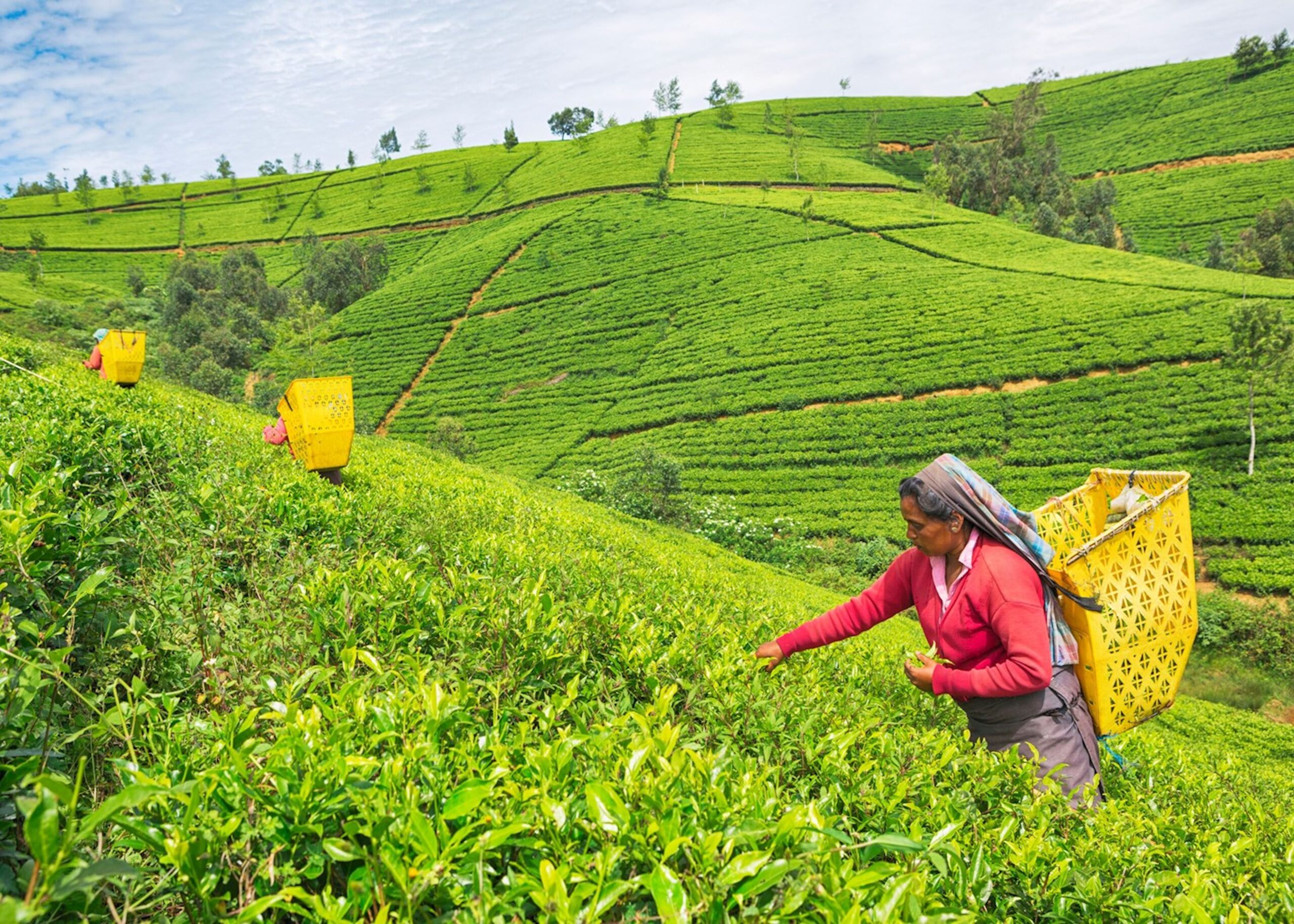 Nuwara Eliya tea pluckers