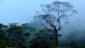 Sinharaja rain forest
