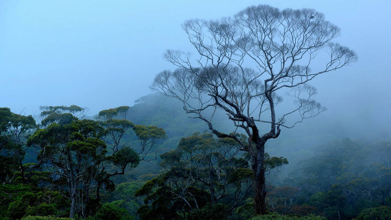 Sinharaja rain forest